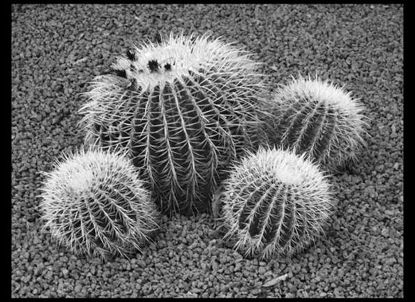 cacti in the Botanic Garden 6