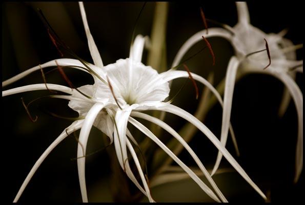 Spider Lily in the Botanic Garden