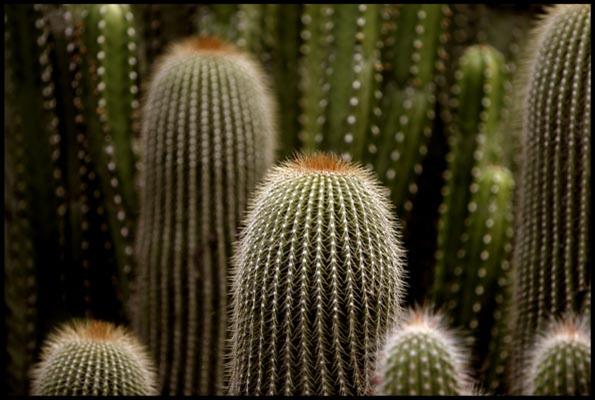 Cacti in the Botanic Garden