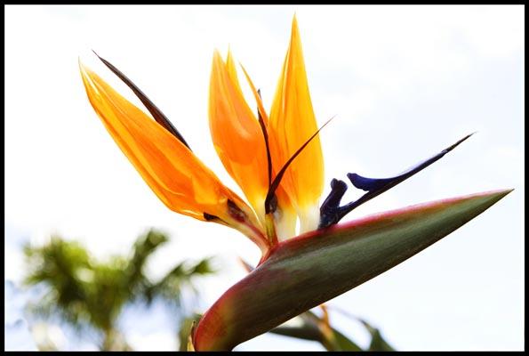 a Bird of Paradise flower in the Botanic Garden