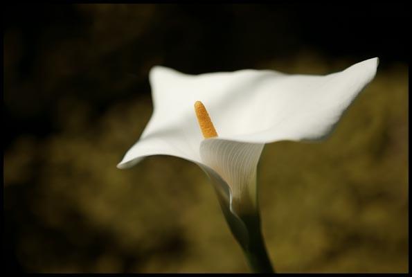 a Lily flower in the Botanic Garden
