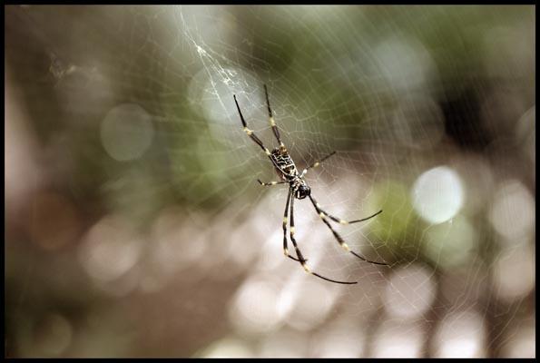 Spider in the Botanic Garden