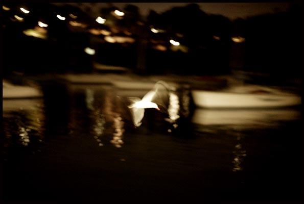 A seagull flying alongside a ferry at night