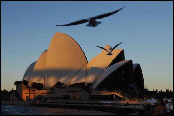 seagulls over the Opera House at dusk with the shadow of the Harbour Bridge on its roof