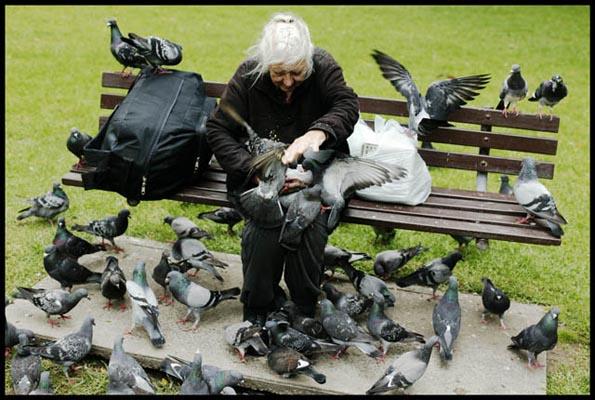 the pigeon lady