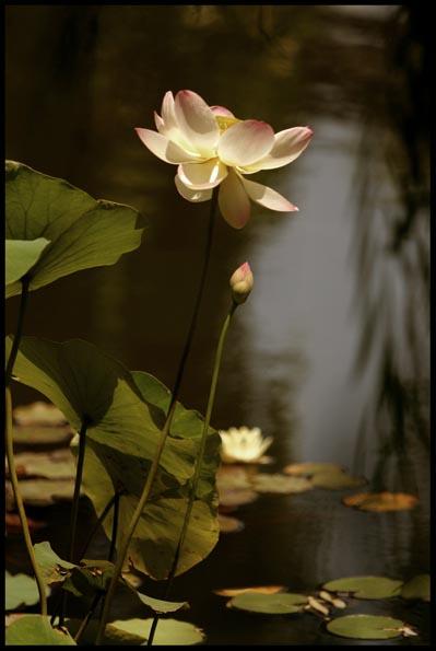 CA008 Large