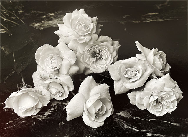 7143 Roses