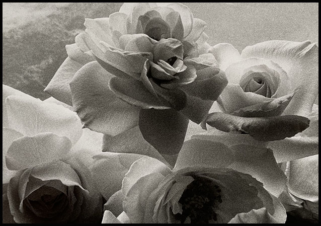 7150 Roses