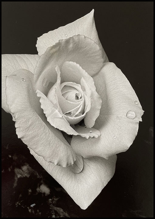 7151 Rose